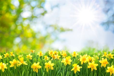 spring stock images|royalty free spring images.